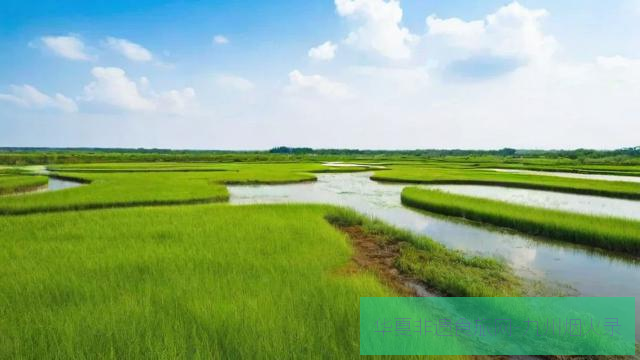 莞草湿地修复计划：传统材料与生态保护的共赢