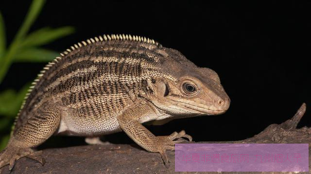 春夜探险家:安全观测城市公园夜行生物指南第2张 春夜探险家:安全观测城市公园夜行生物指南第2张