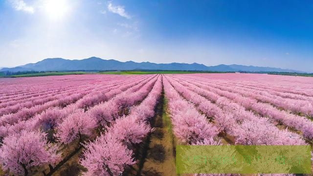 全景接片教程：超广角展现万亩桃花海的视觉冲击第2张
