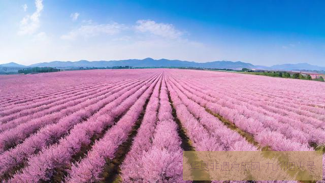全景接片教程：超广角展现万亩桃花海的视觉冲击第3张