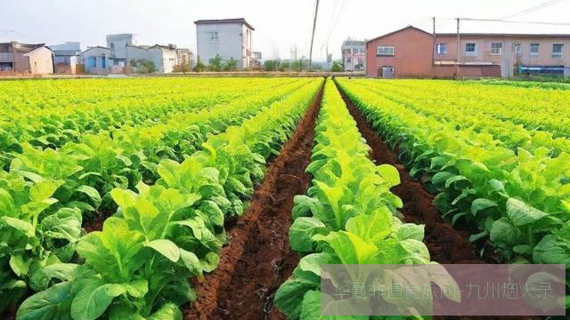城中村蝶变记：十大城市屋顶农场春日采摘体验